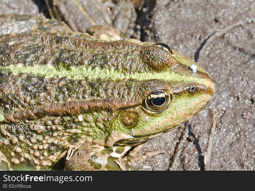 Frog in pond