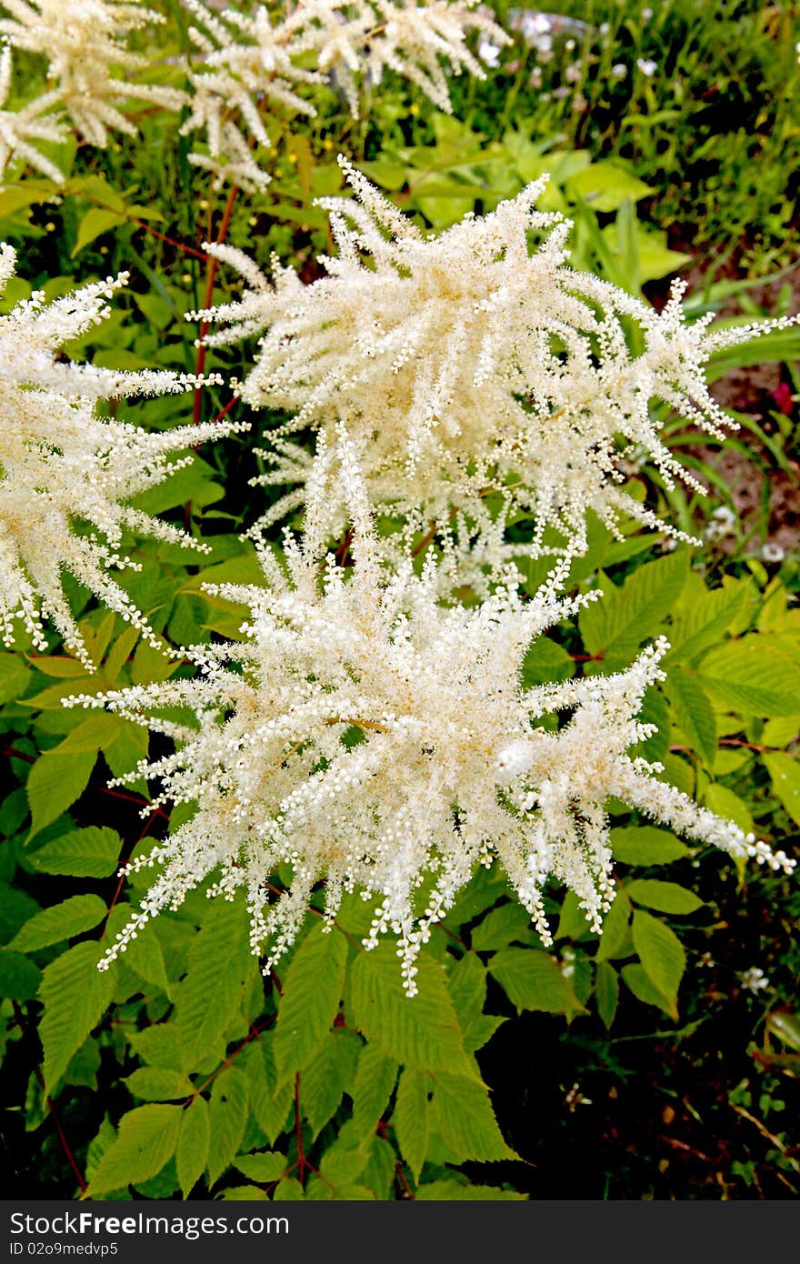 A flowers in the garden