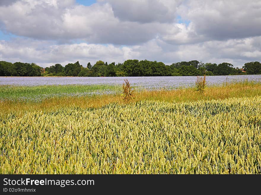 An English Rural Landscape of Flax and Wheat