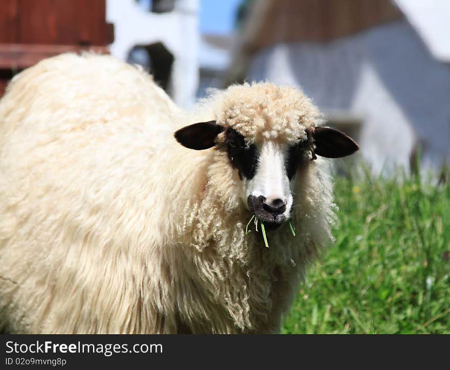 White sheep eating grass