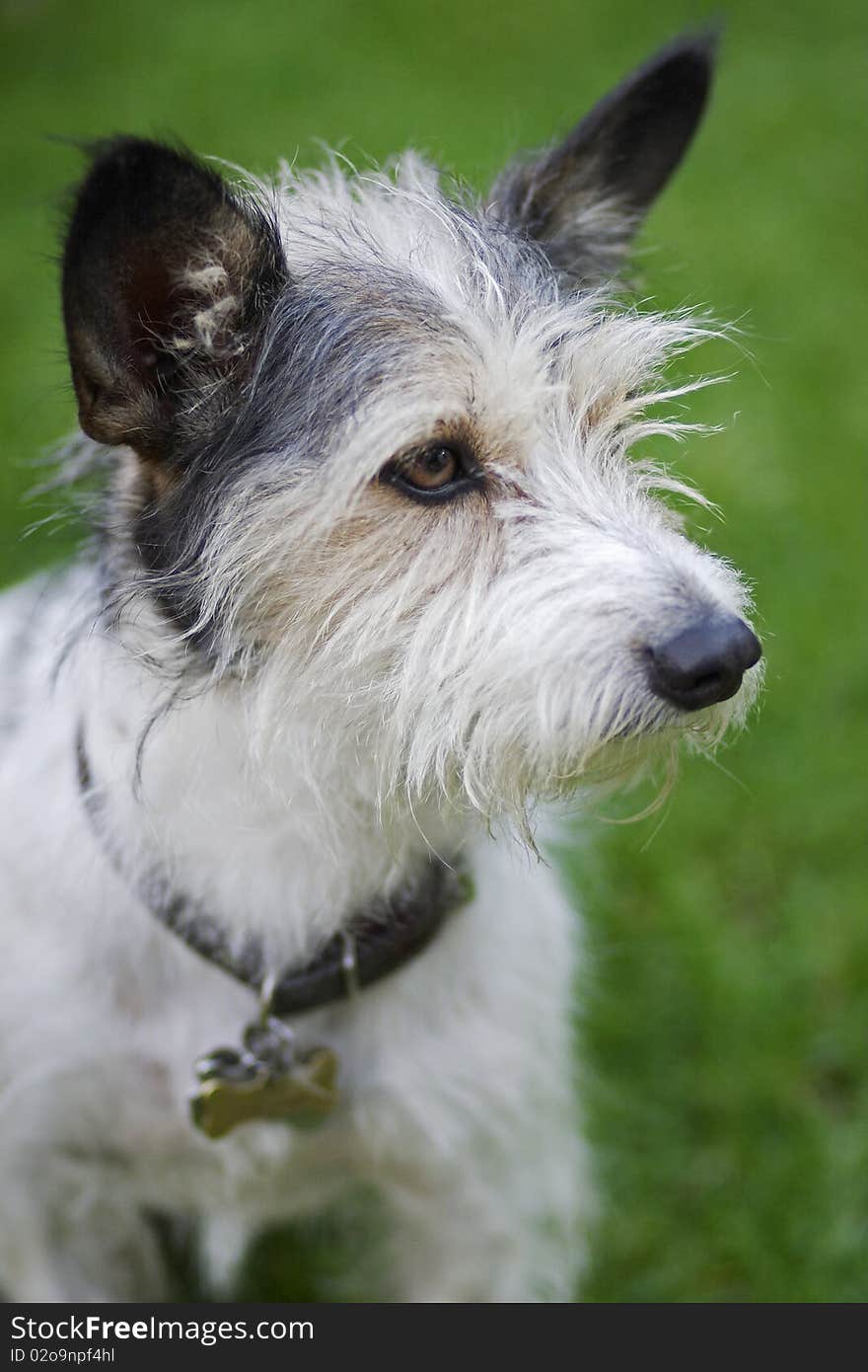 An alert wire haired terrier. An alert wire haired terrier