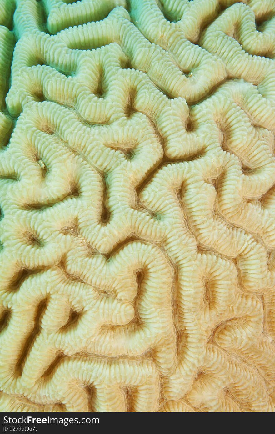 Brain coral texture in ocean