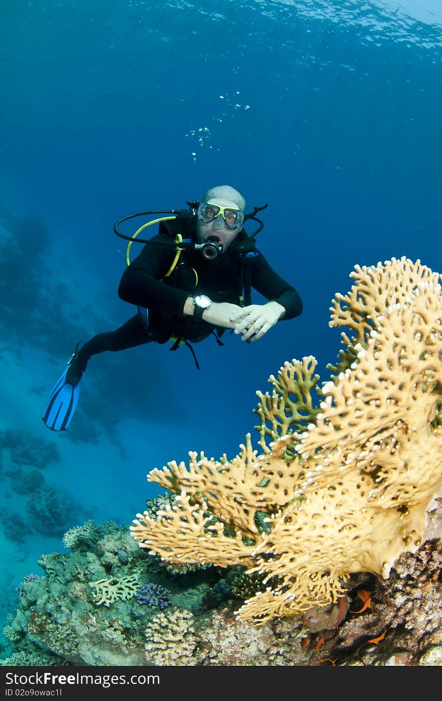 Scuba diver swimms on amazing coral reef