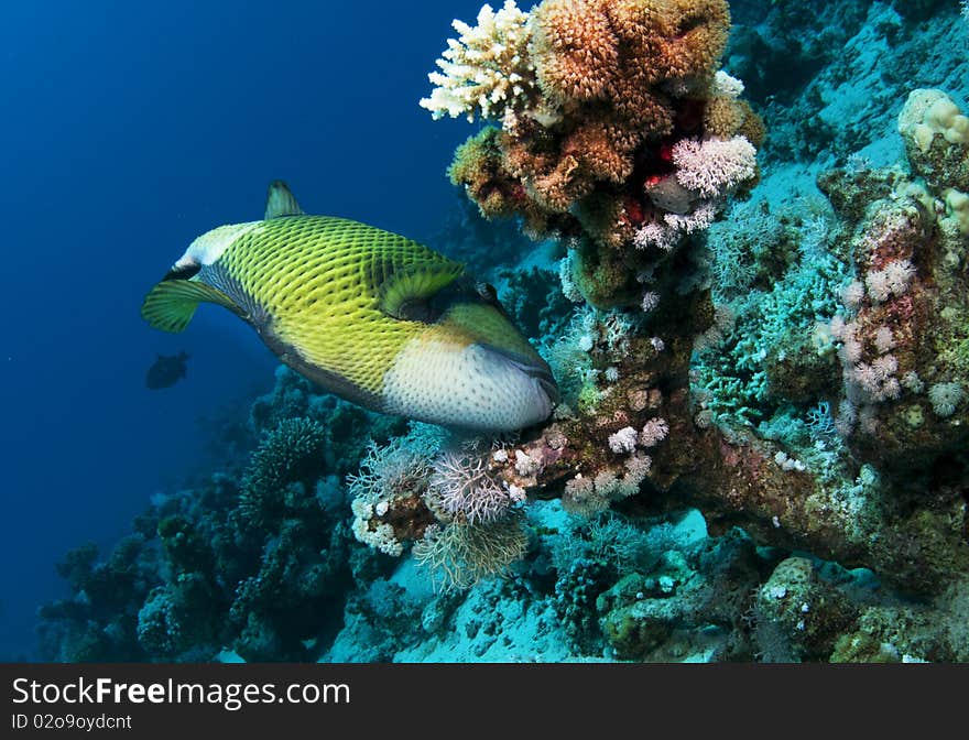 Titon triggerfish feeds on coral. Titon triggerfish feeds on coral