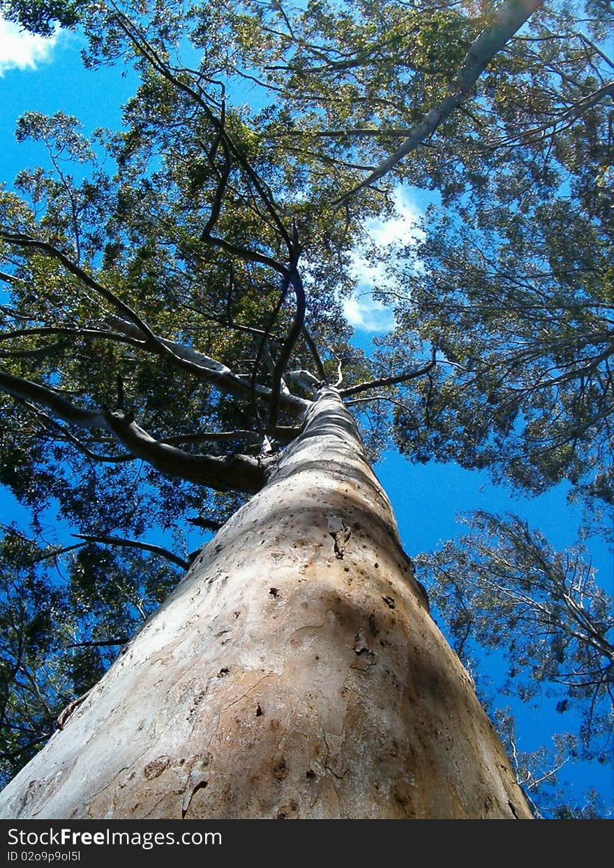 A Tall tree reaches into the blue sky