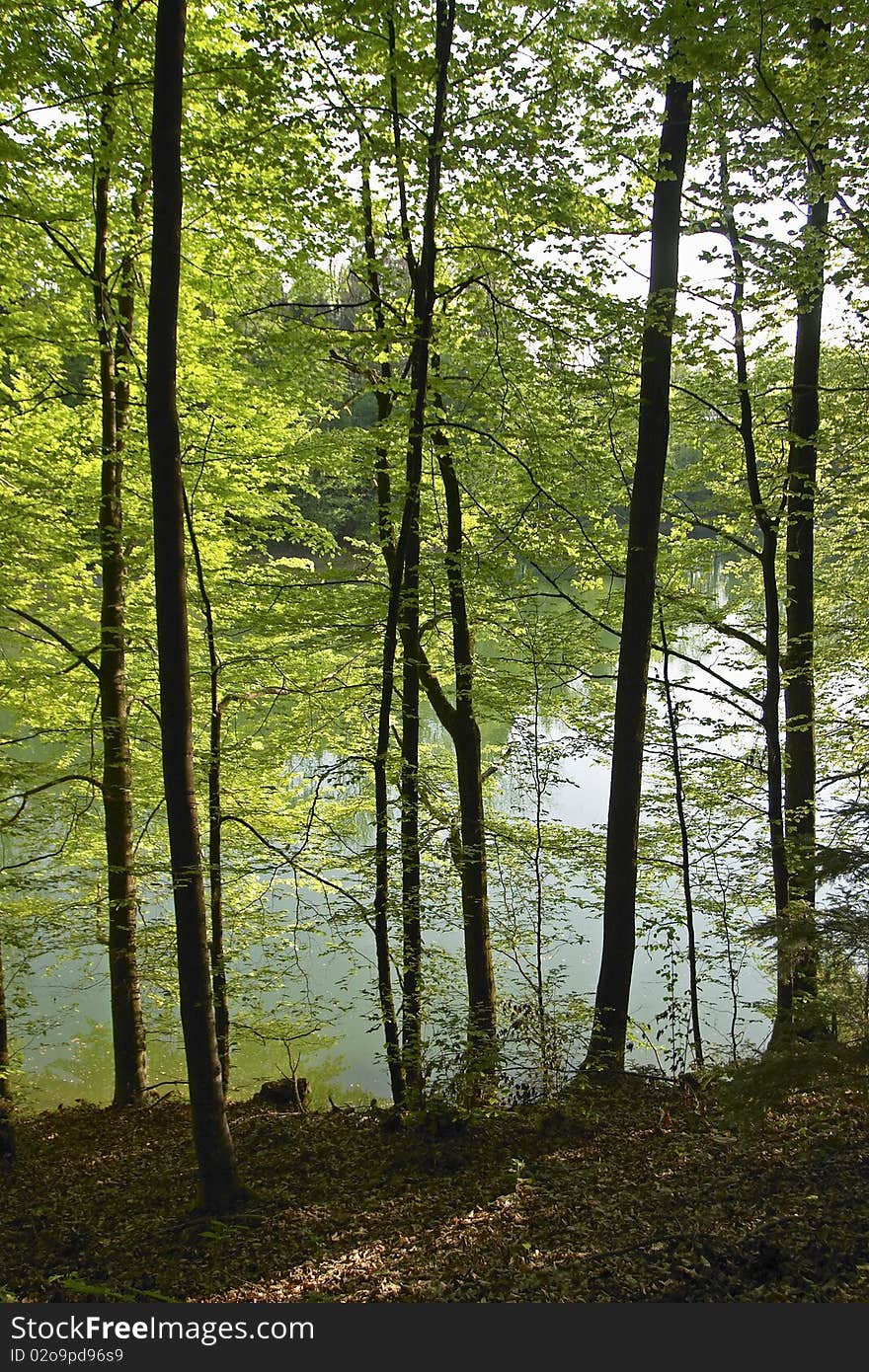 A pond reflects through forest trees. A pond reflects through forest trees