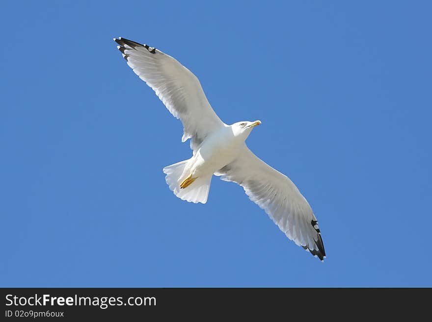 Flight of the Seagull