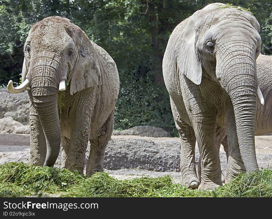 African elephant. Latin name - Loxodonta africana. African elephant. Latin name - Loxodonta africana