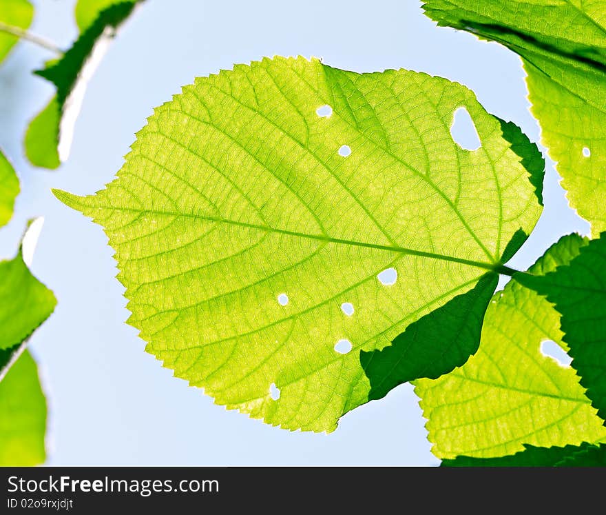 The leaf of linden against the sky.