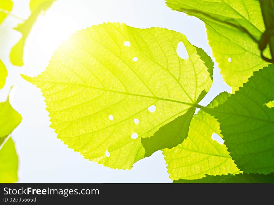 The leaf of linden against the sky.