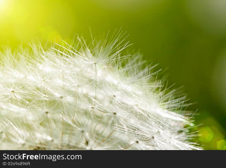 The dandelion close up in summer.