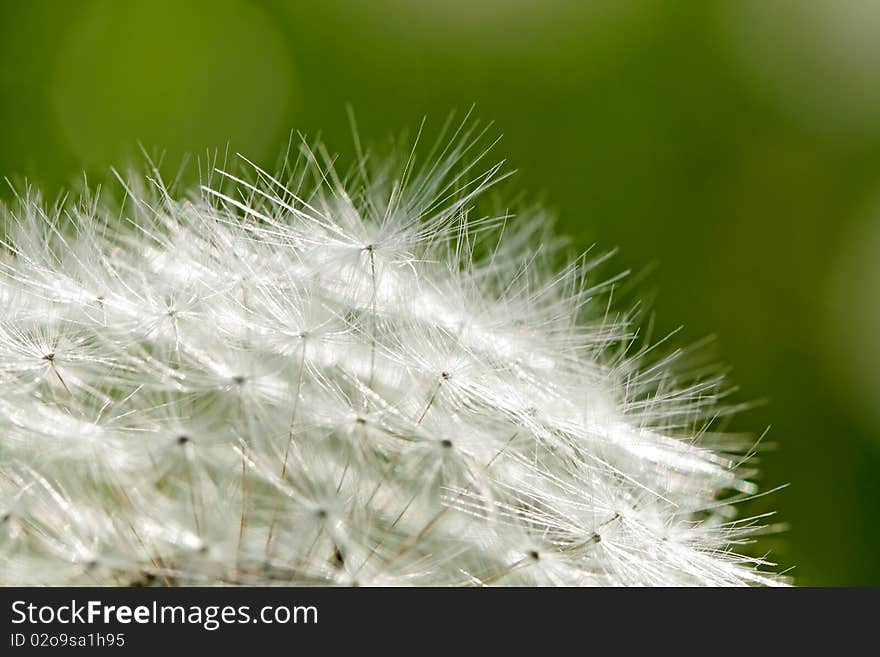 The dandelion close up in summer.