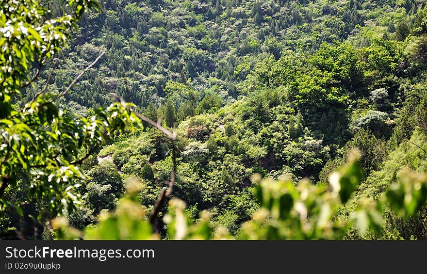 A green sight from the half way up the mountain. A green sight from the half way up the mountain