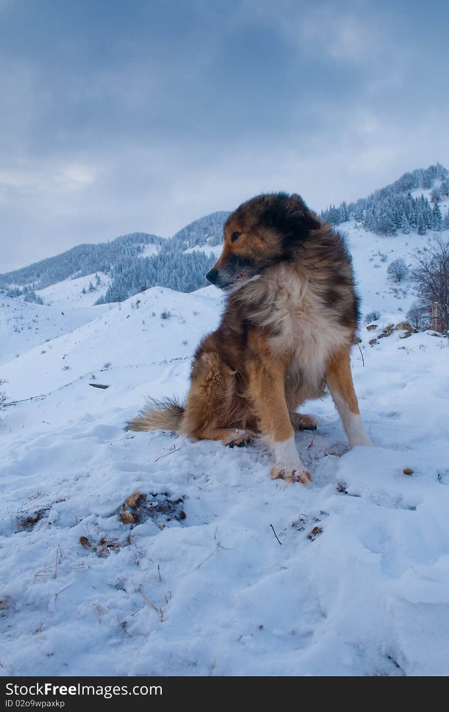 Sheepdog, Shepherd Dog in Winter, in Mountains Landscape