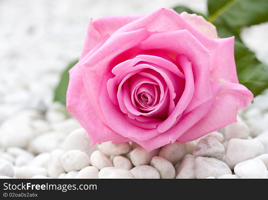 Pink rose between pebbles