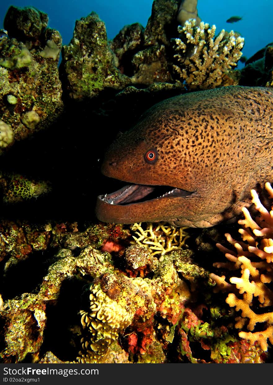 Giant moray