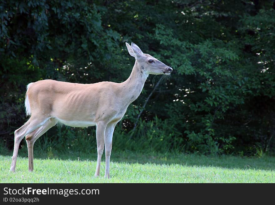 Female deer doe animal feeding