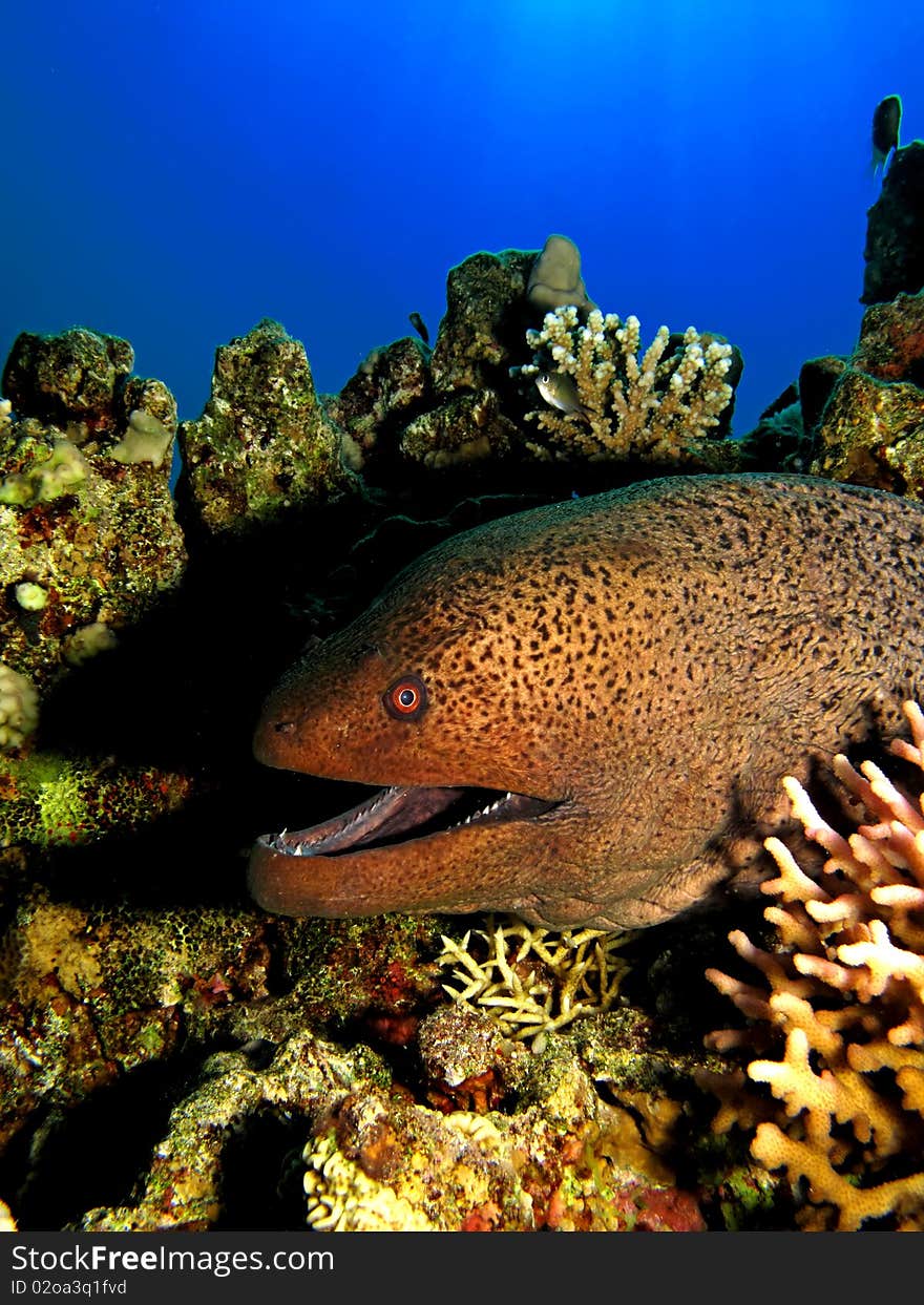 Giant moray