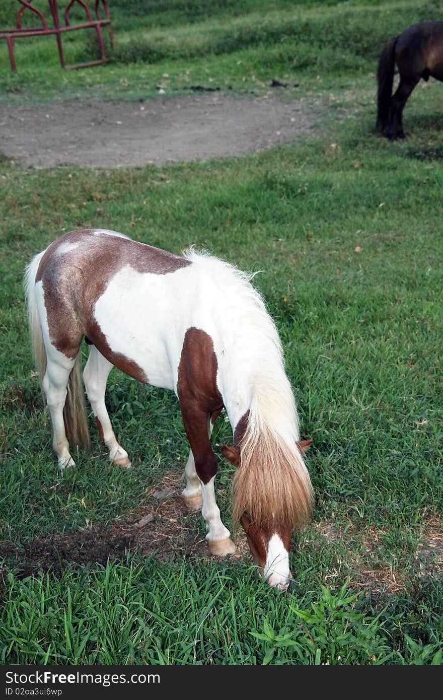 Minature horse feeding in pasture