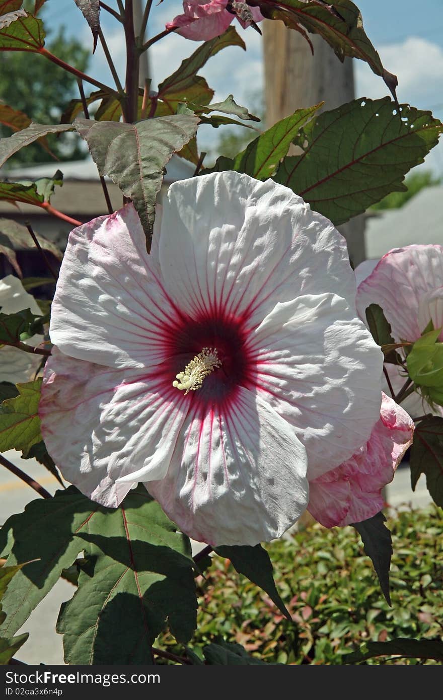 Wild hollyhock with sky background. Wild hollyhock with sky background