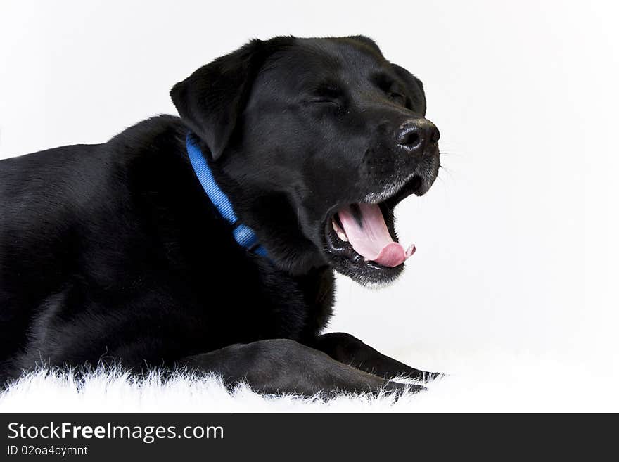 Dog portrait on white background yawning. Dog portrait on white background yawning