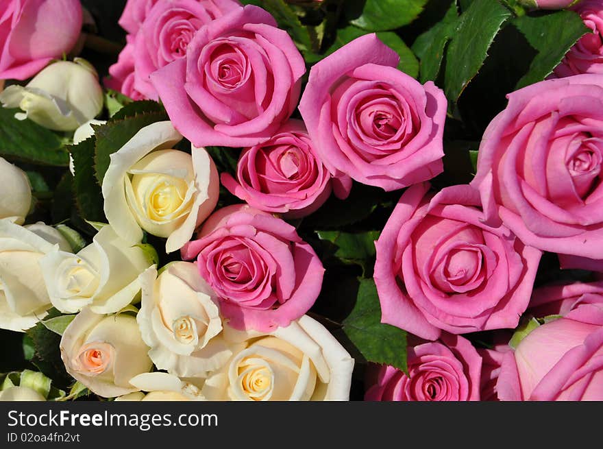 Bouquet of beautiful red and white roses. Bouquet of beautiful red and white roses