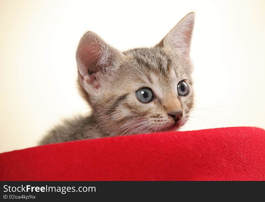 Small kiten in a red hat. Small kiten in a red hat