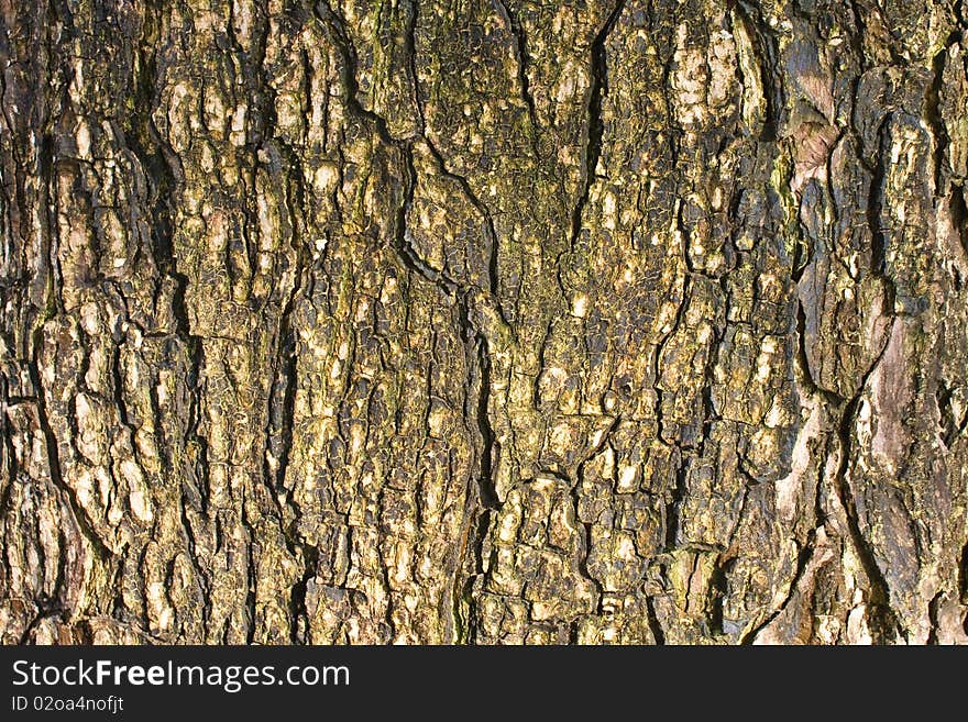 Brown tree texture while it still life.