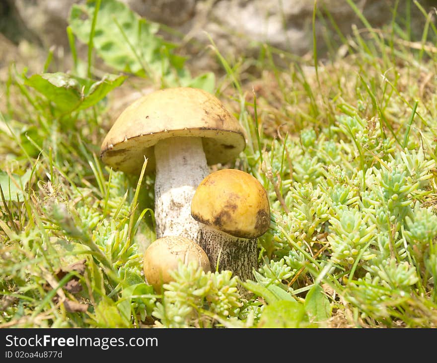 Leccinum Scabrum