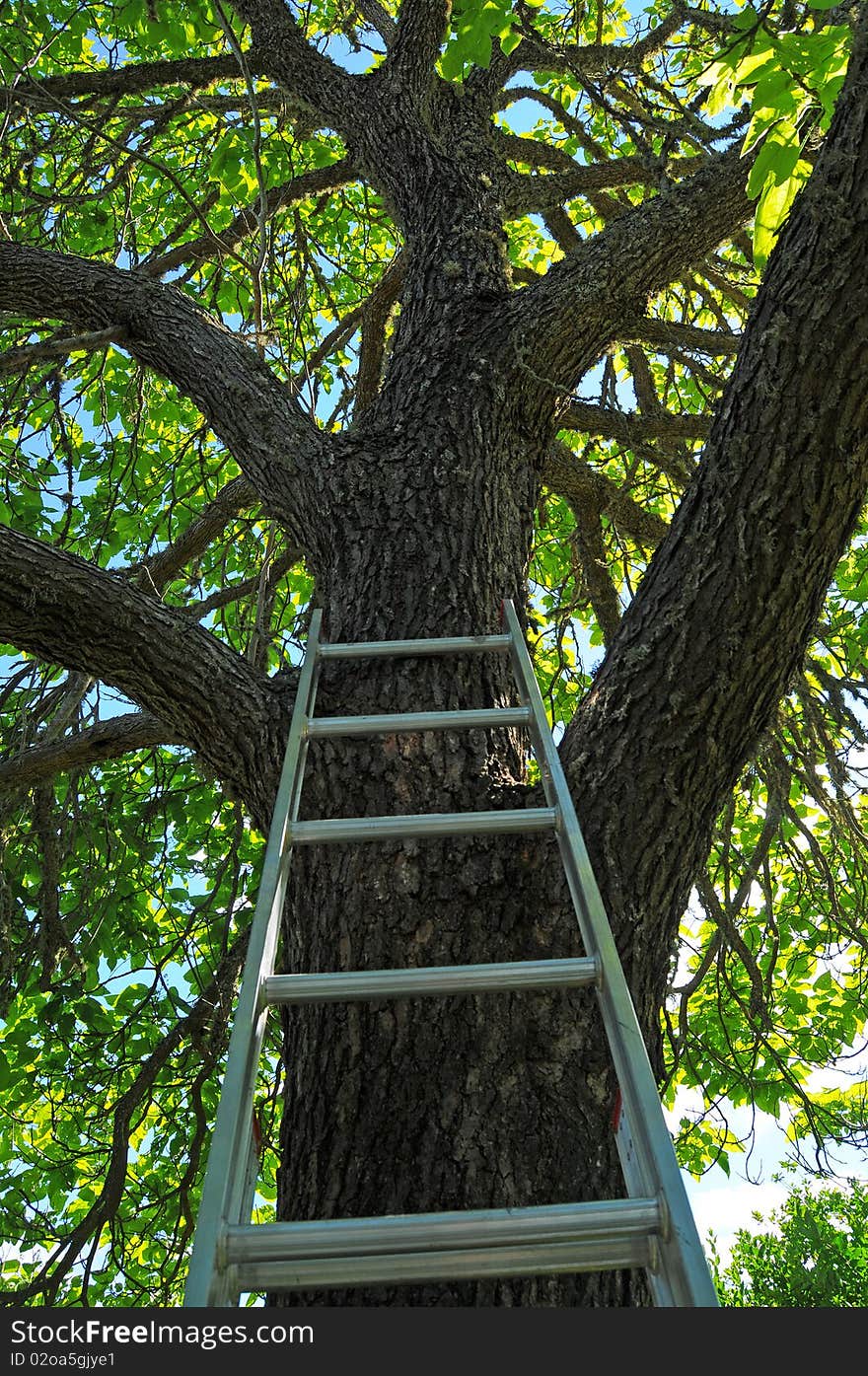 A ladder up against a large tall green tree. A ladder up against a large tall green tree.