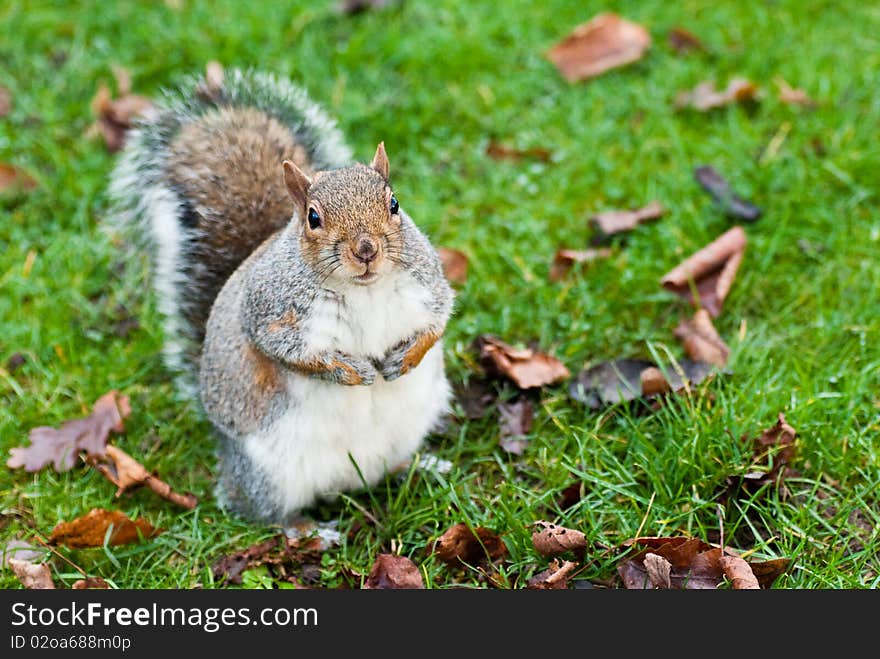 Squirrel looking at camera and says cheese in Regent's Park in London. Squirrel looking at camera and says cheese in Regent's Park in London