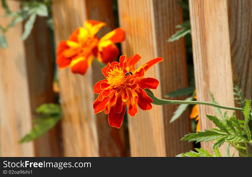 Tagetes