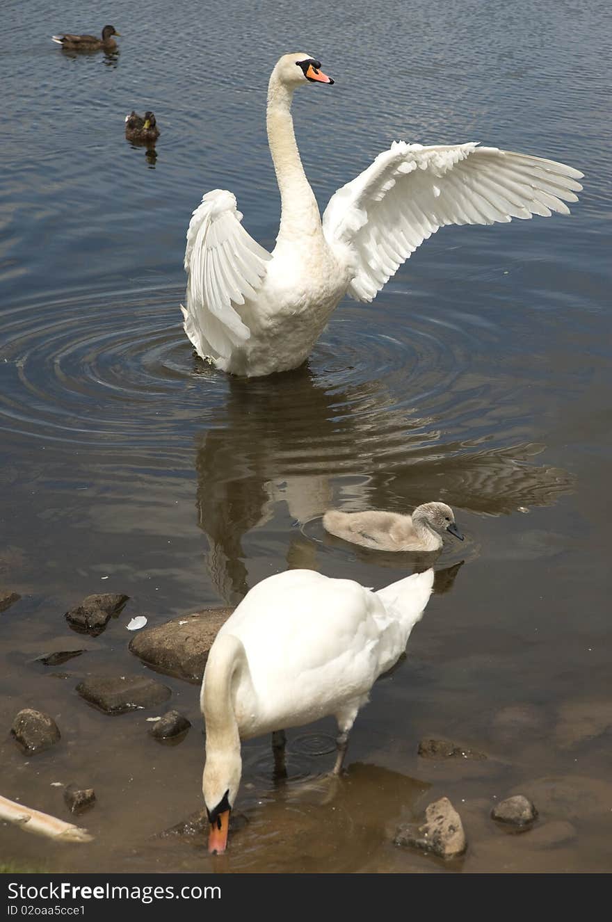 An image of a male swan spreading a protective wing over a signet with the female pecking at food in the lake. An image of a male swan spreading a protective wing over a signet with the female pecking at food in the lake.