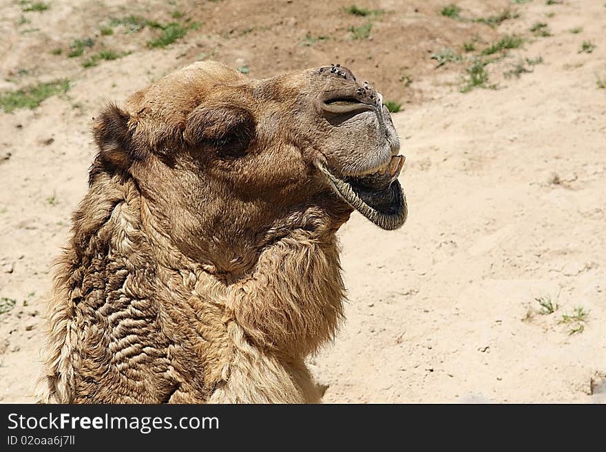 Camel with a funny smile and flies on nose. Camel with a funny smile and flies on nose