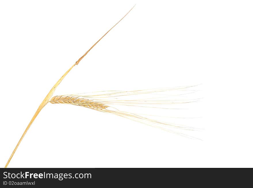 Isolated bunch of golden wheat ear after the harvest. Isolated bunch of golden wheat ear after the harvest.