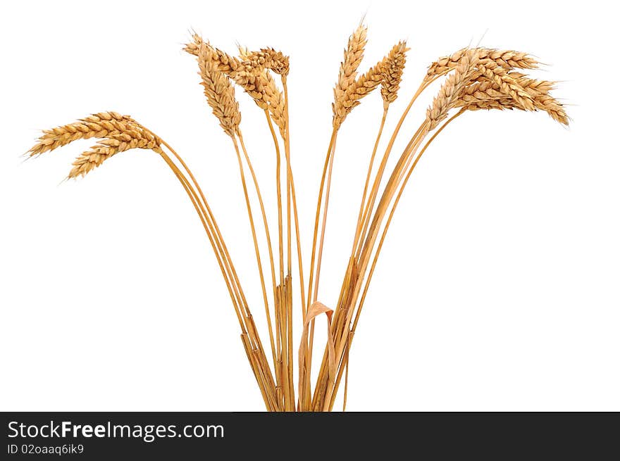 Isolated bunch of golden wheat ear after the harvest. Isolated bunch of golden wheat ear after the harvest.