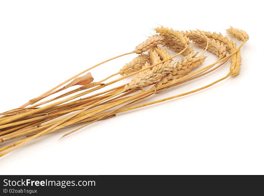 Isolated bunch of golden wheat ear after the harvest. Isolated bunch of golden wheat ear after the harvest.