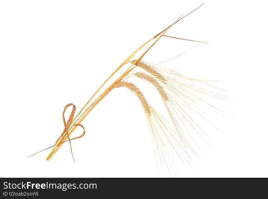 Isolated bunch of golden wheat ear after the harvest. Isolated bunch of golden wheat ear after the harvest.