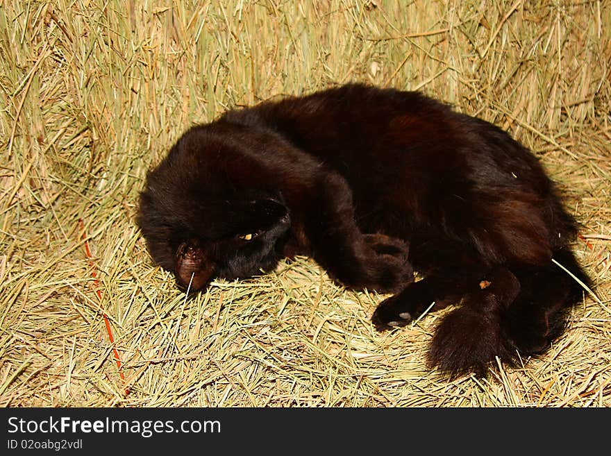 Cat having a very good nap on hay. Cat having a very good nap on hay