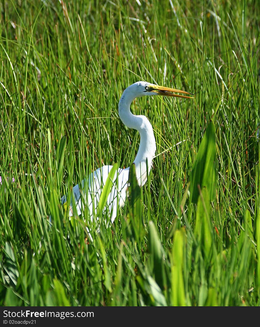 This was taken on July 7th at 3pm at the Florida Everglades. This was taken on July 7th at 3pm at the Florida Everglades.