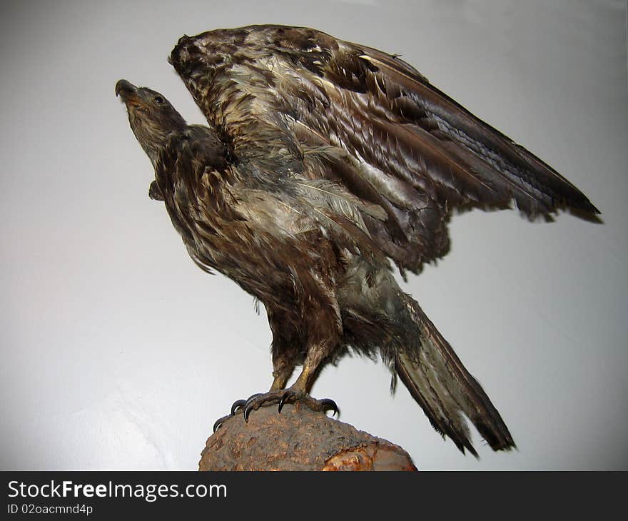 Picture f the eagle (as a bird, as a symbol)