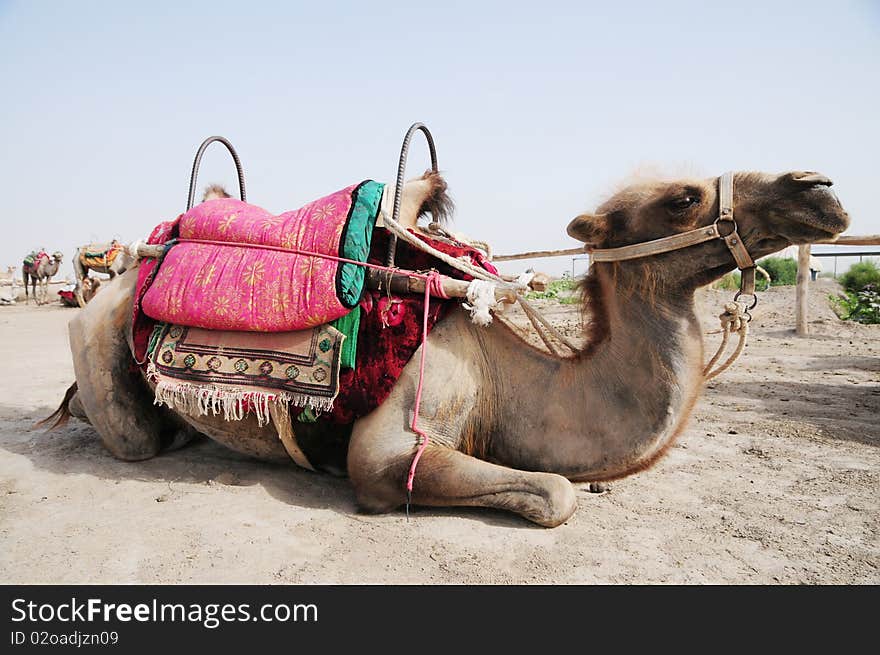 A camel lying on sand