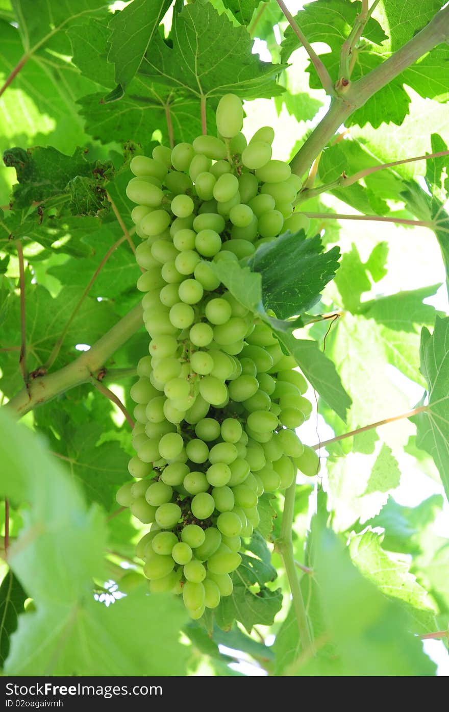 Green grape on trellis in vineyard. Green grape on trellis in vineyard.