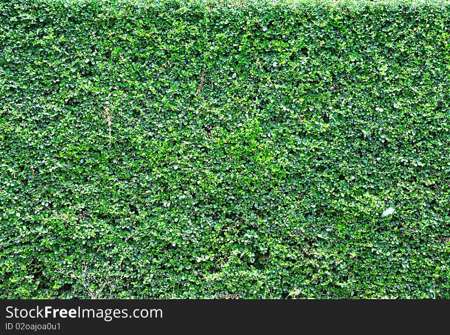 Green wall background