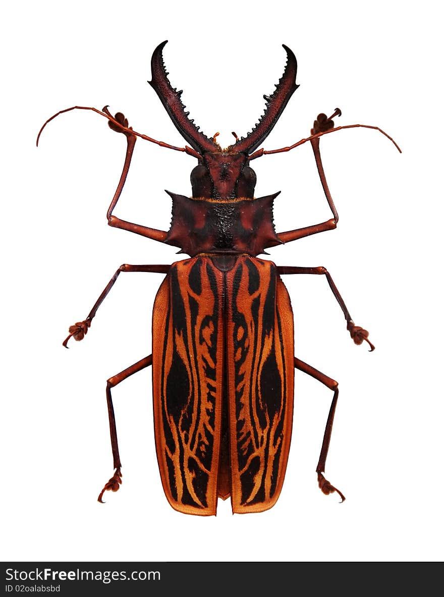 Big orange and black horned beetle isolated on white