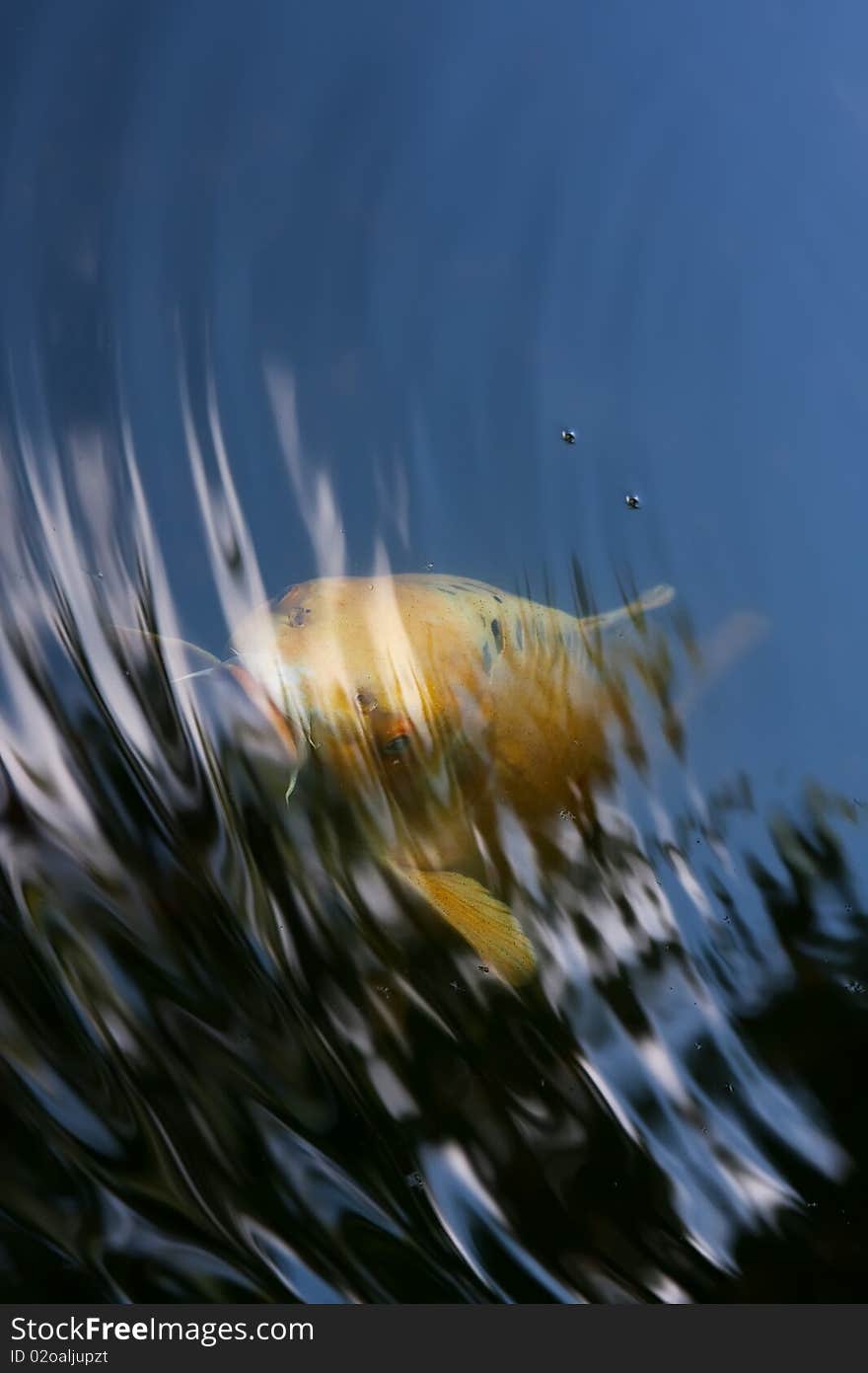 Yellow fish looking from blue water. Yellow fish looking from blue water