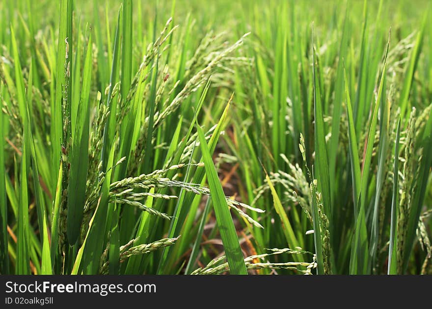 A photograph of a green paddy field