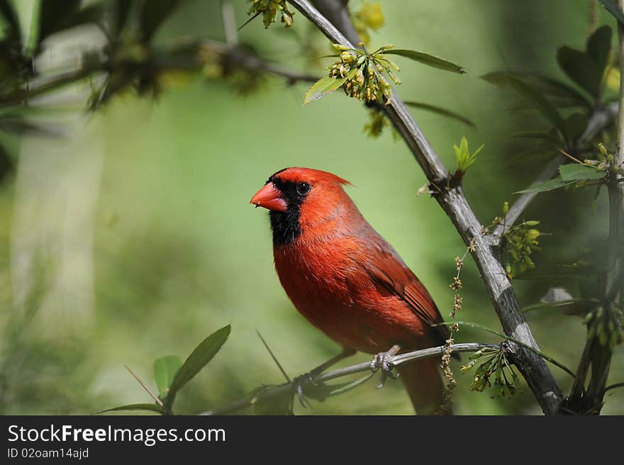 Northern Cardinal: Cardinalis cardinalis