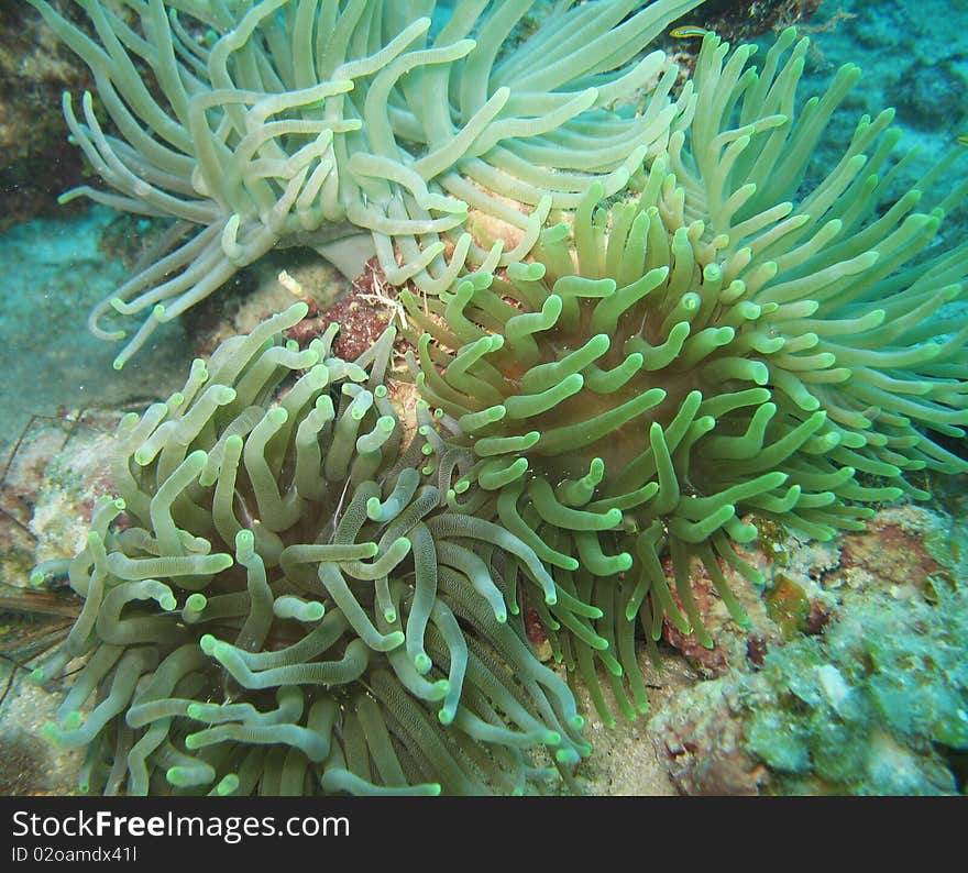 Colony of Giant Sea Anemone living together. Colony of Giant Sea Anemone living together.