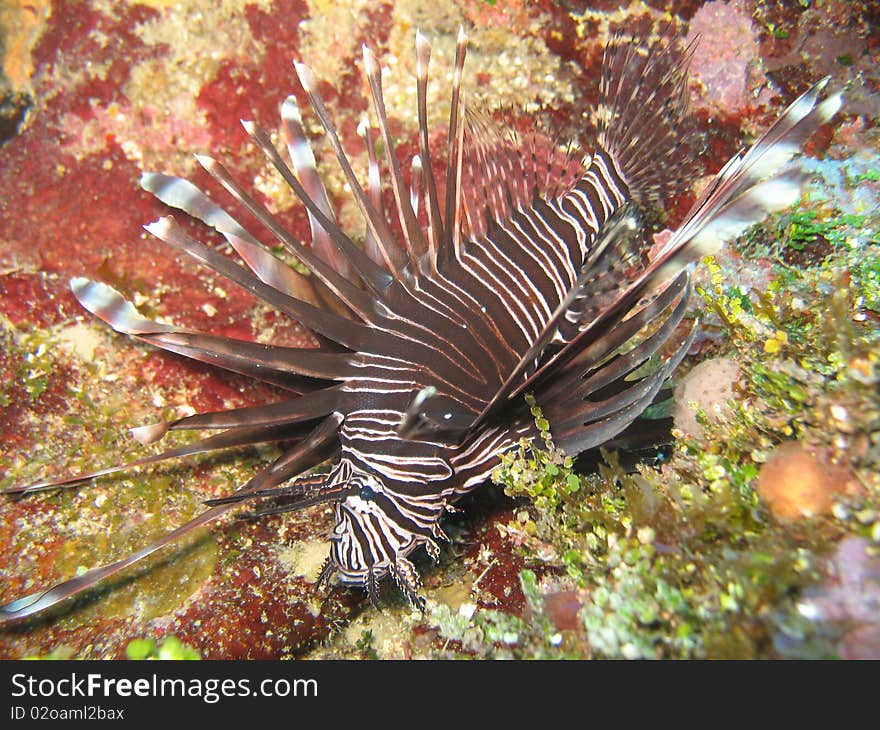 Beautiful Invasive Lionfish 2